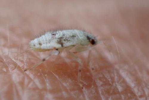 Deraeocoris lutescens
